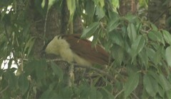 Centropus senegalensis