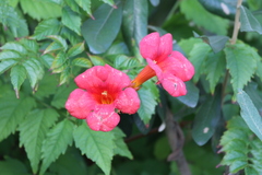 Campsis × tagliabuana