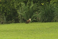 Centropus senegalensis