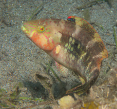 Oxycheilinus bimaculatus