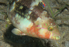 Oxycheilinus bimaculatus