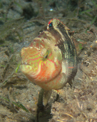 Oxycheilinus bimaculatus