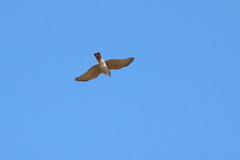 Accipiter minullus