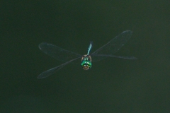 Hemicordulia eduardi