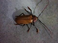 Agrianome spinicollis