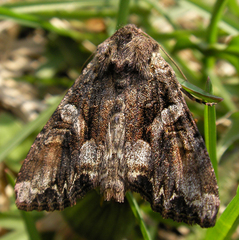 Lacanobia contigua