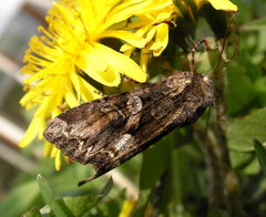 Lacanobia contigua