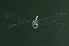 Hemicordulia eduardi