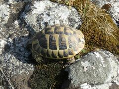 Testudo hermanni