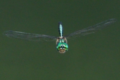 Hemicordulia eduardi