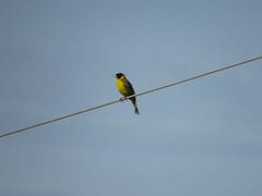Emberiza melanocephala