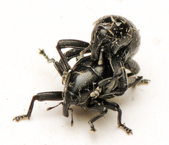 Trigonopterus
