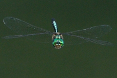 Hemicordulia eduardi