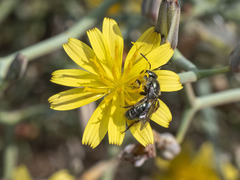 Lasioglossum viride