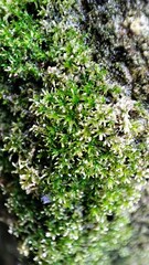 Eucladium verticillatum