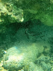 Pareques acuminatus