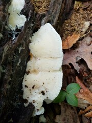 Tyromyces galactinus