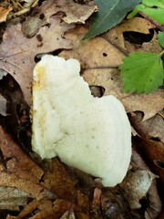 Tyromyces galactinus