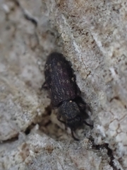 Docalis funerosus