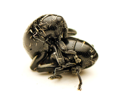 Trigonopterus