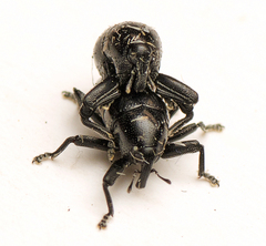 Trigonopterus