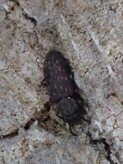 Docalis funerosus