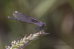 Hetaerina americana