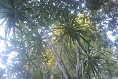 Pleomele aurea