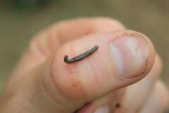 Endeavouria septemlineata