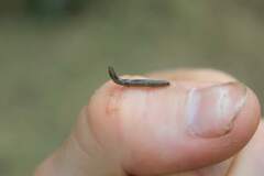 Endeavouria septemlineata