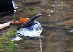 Tropidophorus beccarii