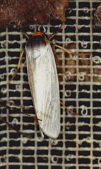 Agylla nivea