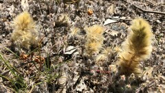 Ptilotus spathulatus