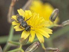 Lasioglossum viride