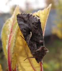 Autographa gamma