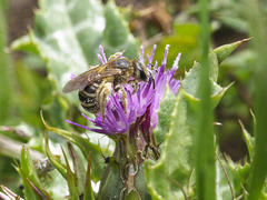 Halictus fulvipes