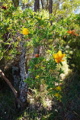 Hypericum lanceolatum angustifolium