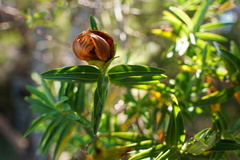 Hypericum lanceolatum angustifolium