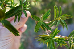 Hypericum lanceolatum angustifolium