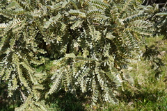 Sophora denudata