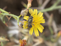 Lasioglossum viride