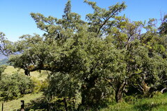 Sophora denudata