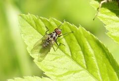 Anthomyia procellaris