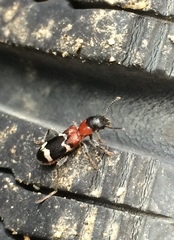 Thanasimus formicarius