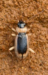Nebria livida