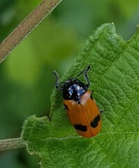 Clytra quadripunctata