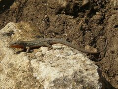 Podarcis melisellensis