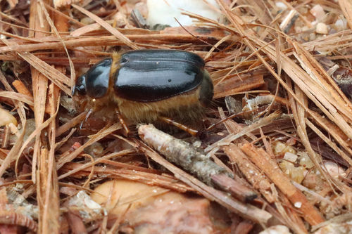 Ceramida bedeaui