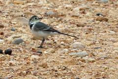 Motacilla alba alba