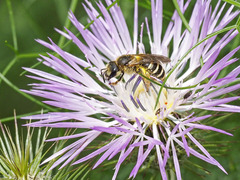 Halictus fulvipes